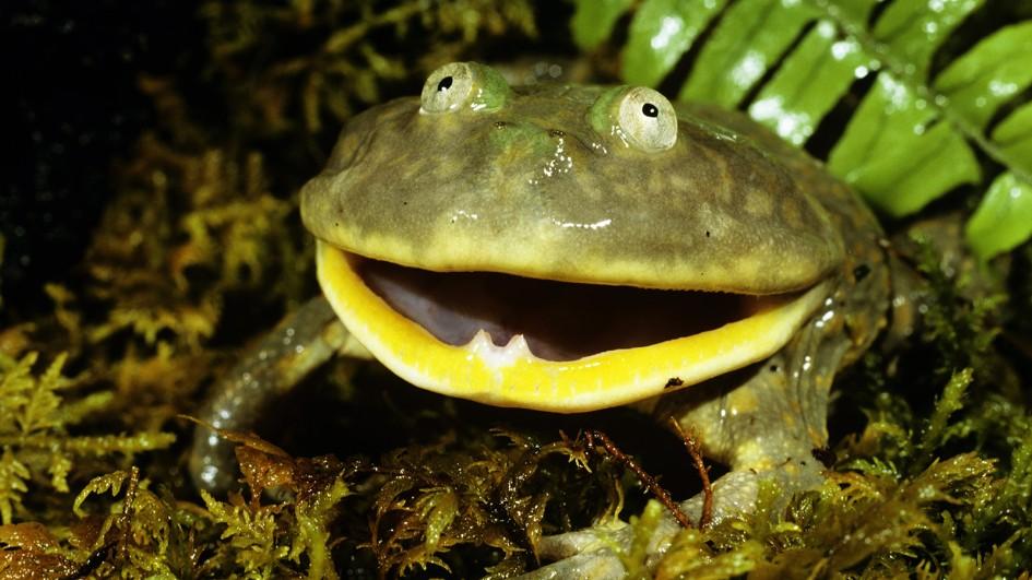 My Frog Friend