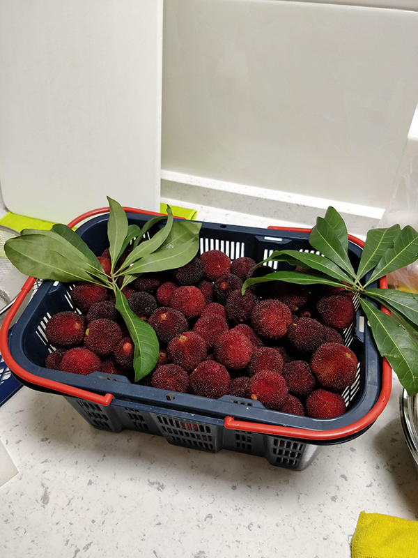 Chinese Bayberry